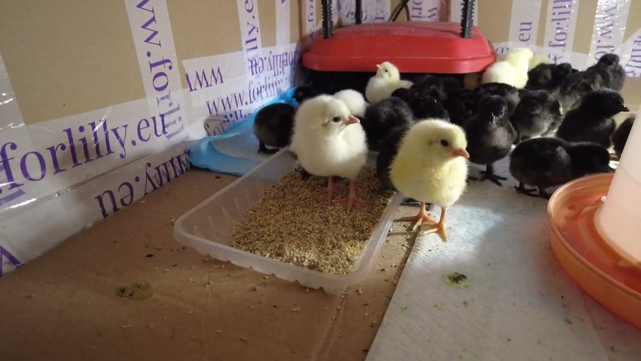 🐣 Newly Hatched Chicks | First Hours of Life | Relaxing Farm/Frisch geschlüpfte Küken Erste