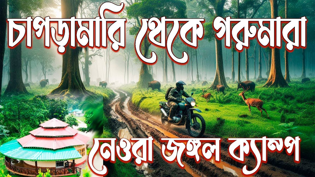Chapramari to Gorumara Jungle road | Neora Jungle Camp | Gorumara Jungle safari
