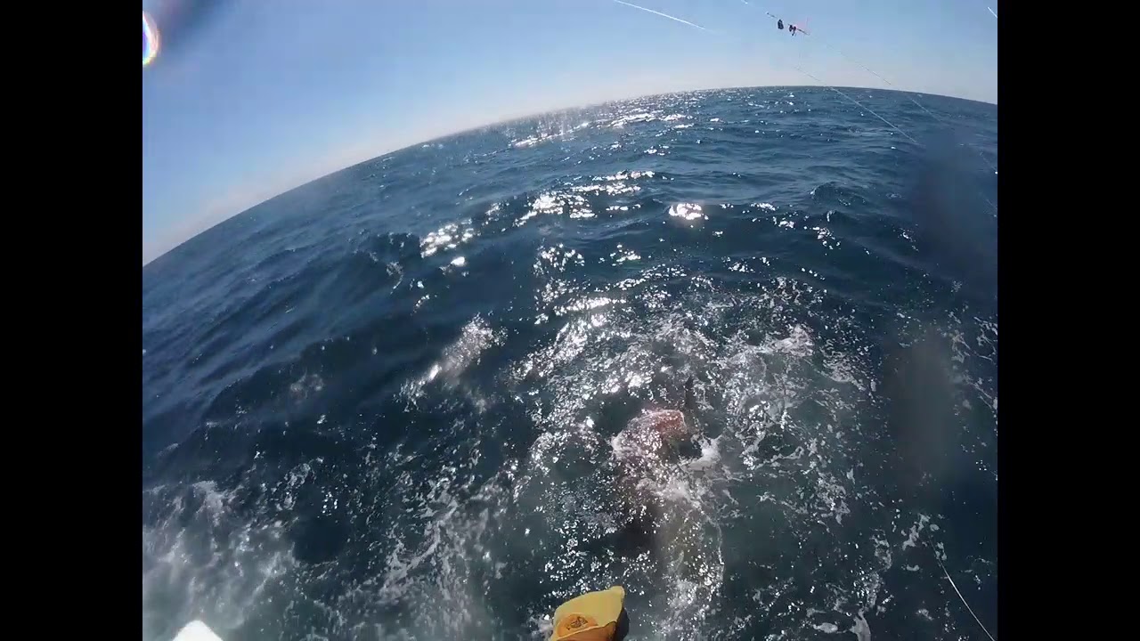 500 lb blue marlin hatteras nc caught aboard the Bite me