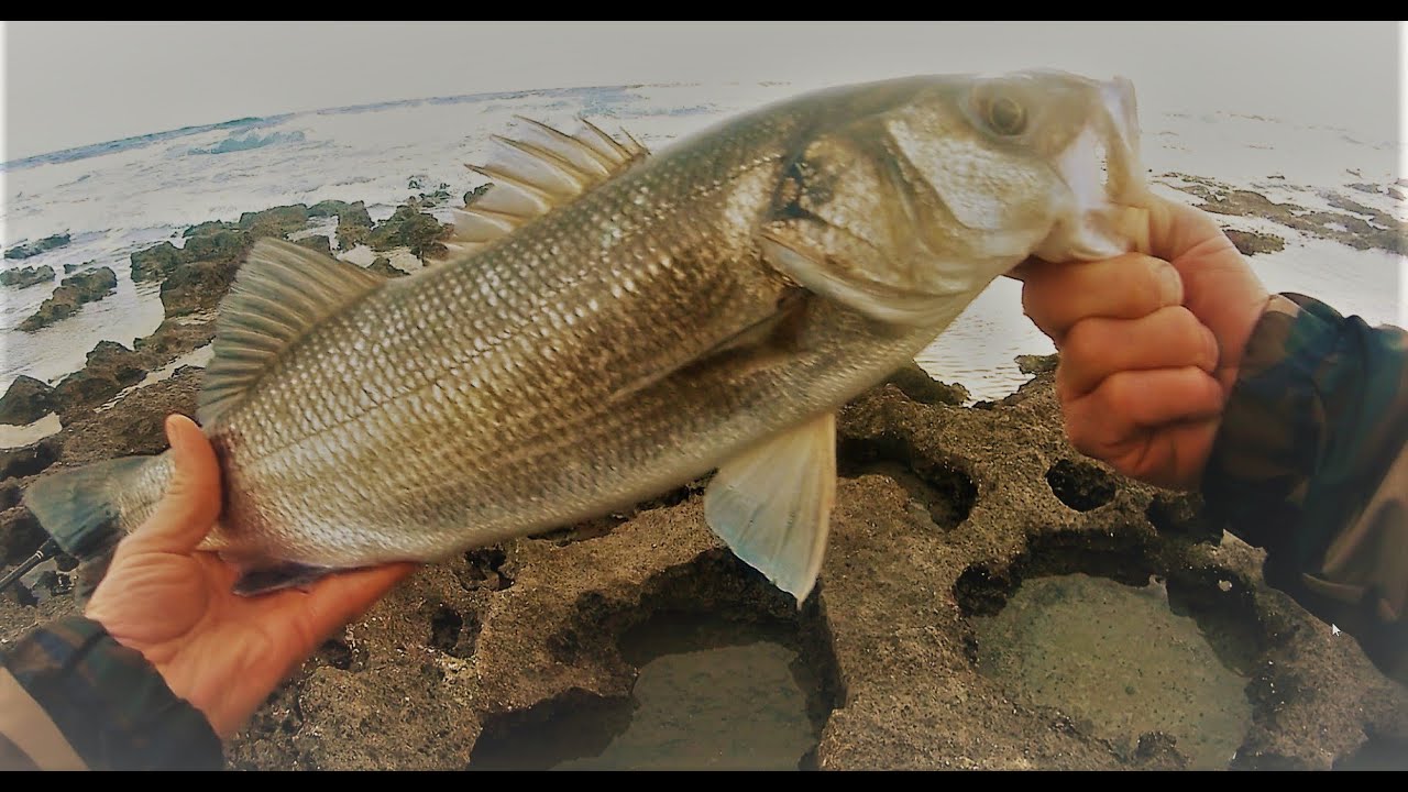 Pesca a spinning con la bombarda