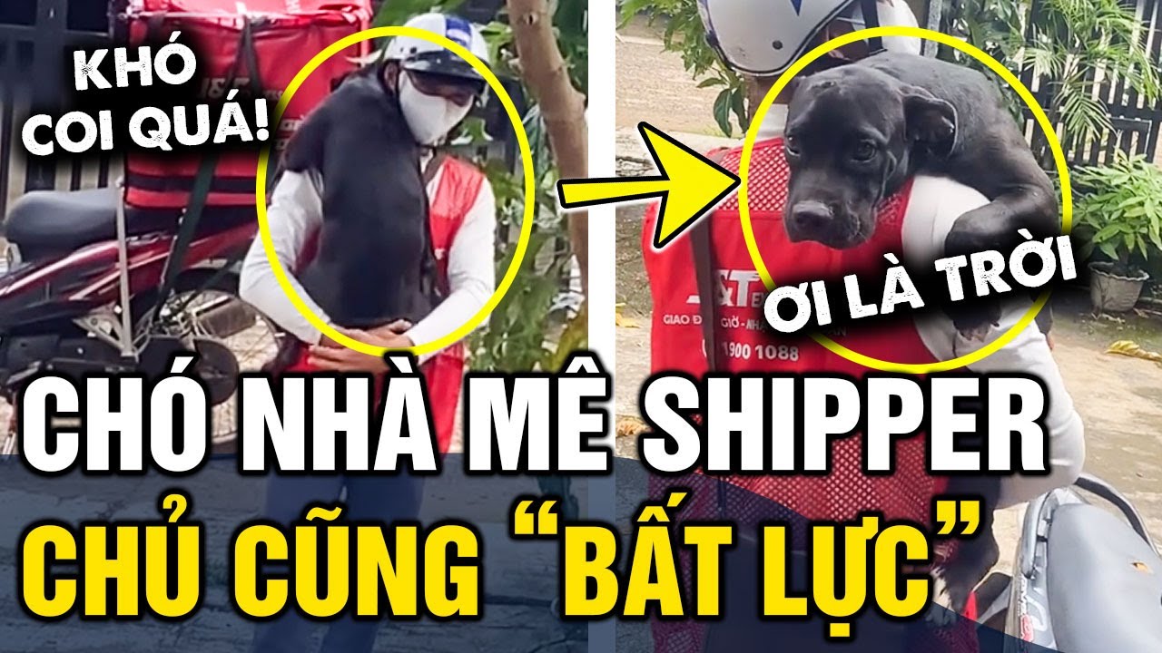 Đi giao hàng mà tưởng 'ĐI CƯỚI VỢ', chó nhà 'ÔM SHIPPER' không rời khiến chủ CẠN LỜI | Tin 3 Phút