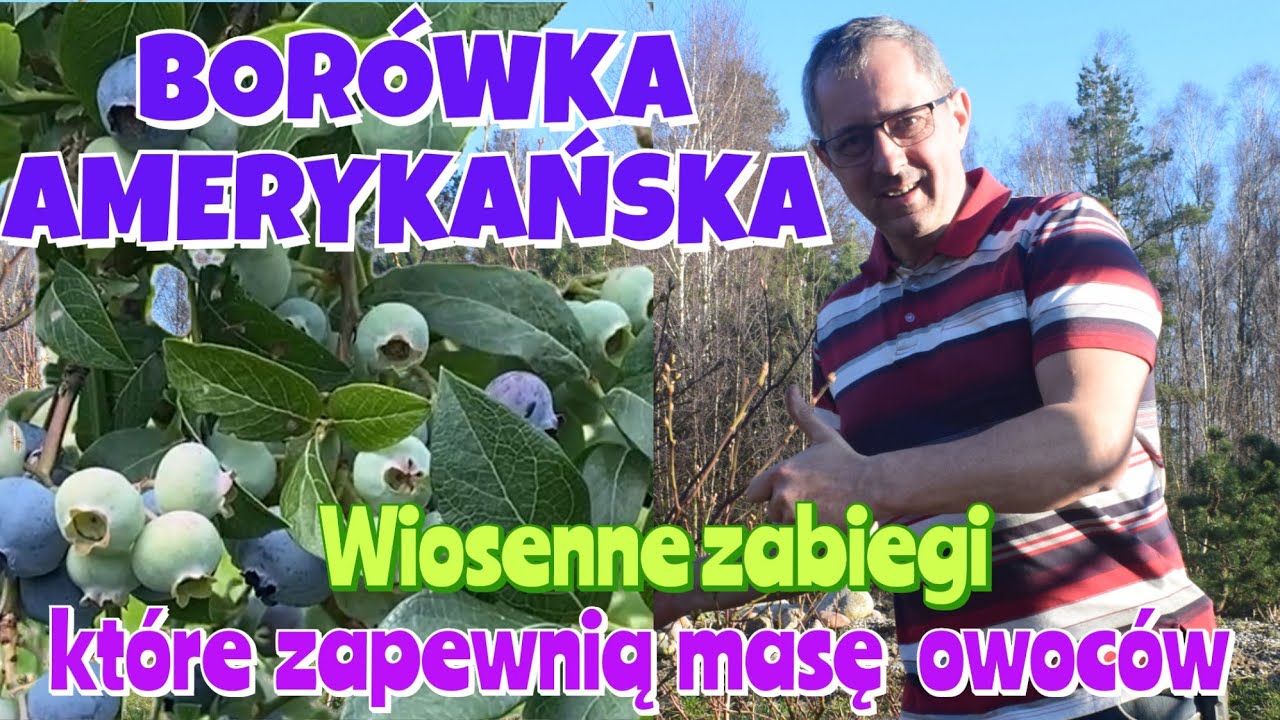 Borówka amerykańska - Co zapewni mnóstwo pysznych owoców? Pielęgnacja. Nawożenie. Lepsze owocowanie👍