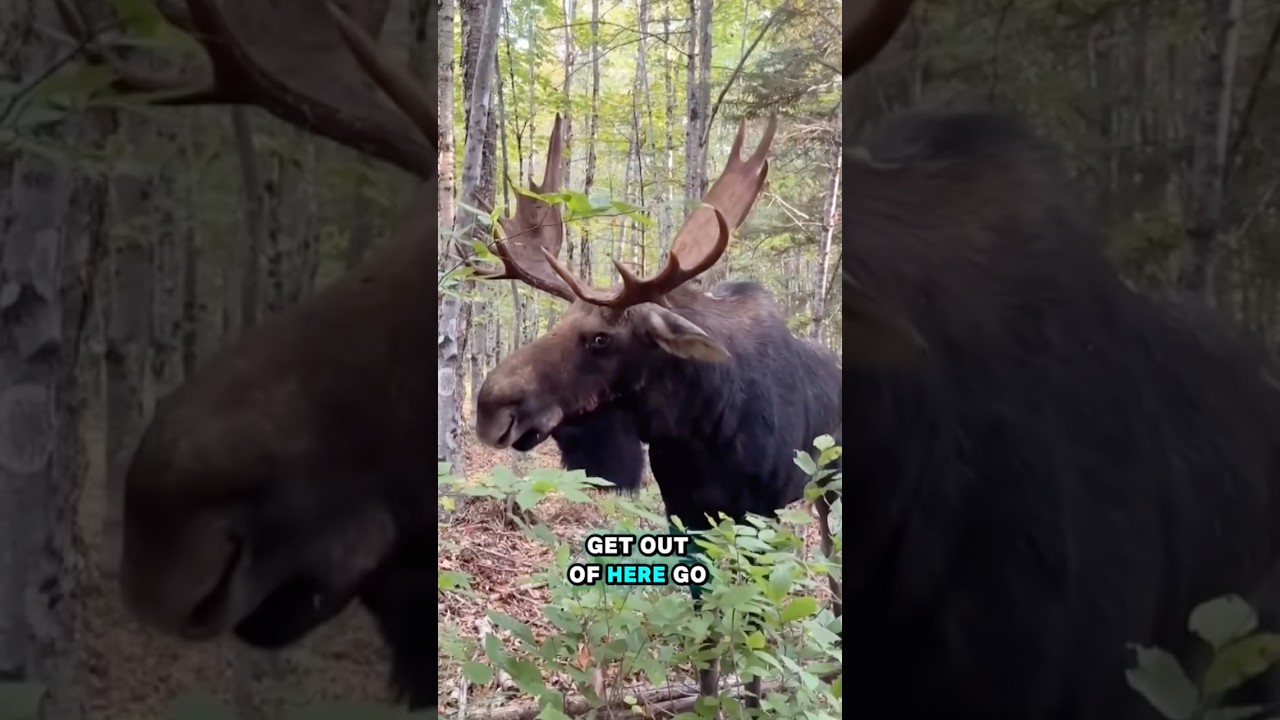 The Weirdest Moose Ever Caught on Camera&hellip; #moose