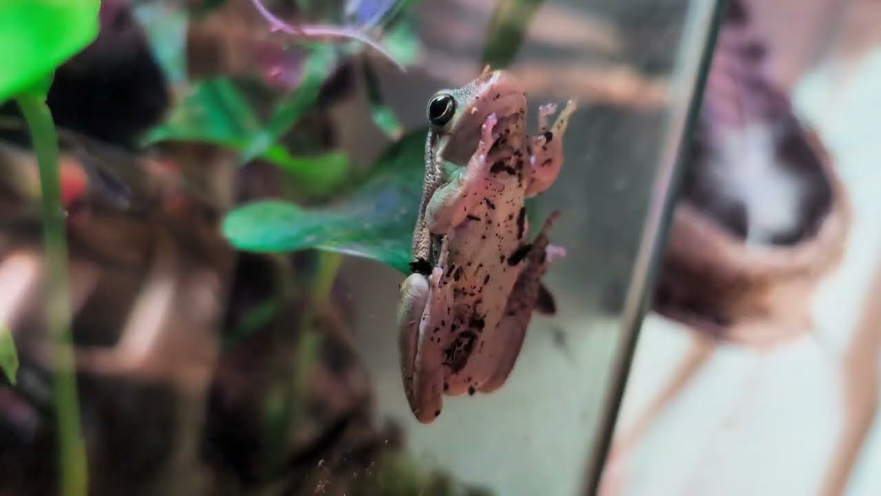 An Update on 3 Hexagon Vivariums