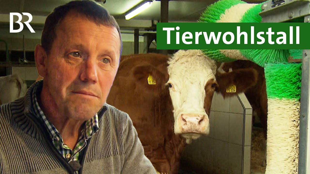 Das ist Kuh-Komfort! Mehr Tierwohl für Kühe: Neuer Stall in alten Mauern | Unser Land | BR