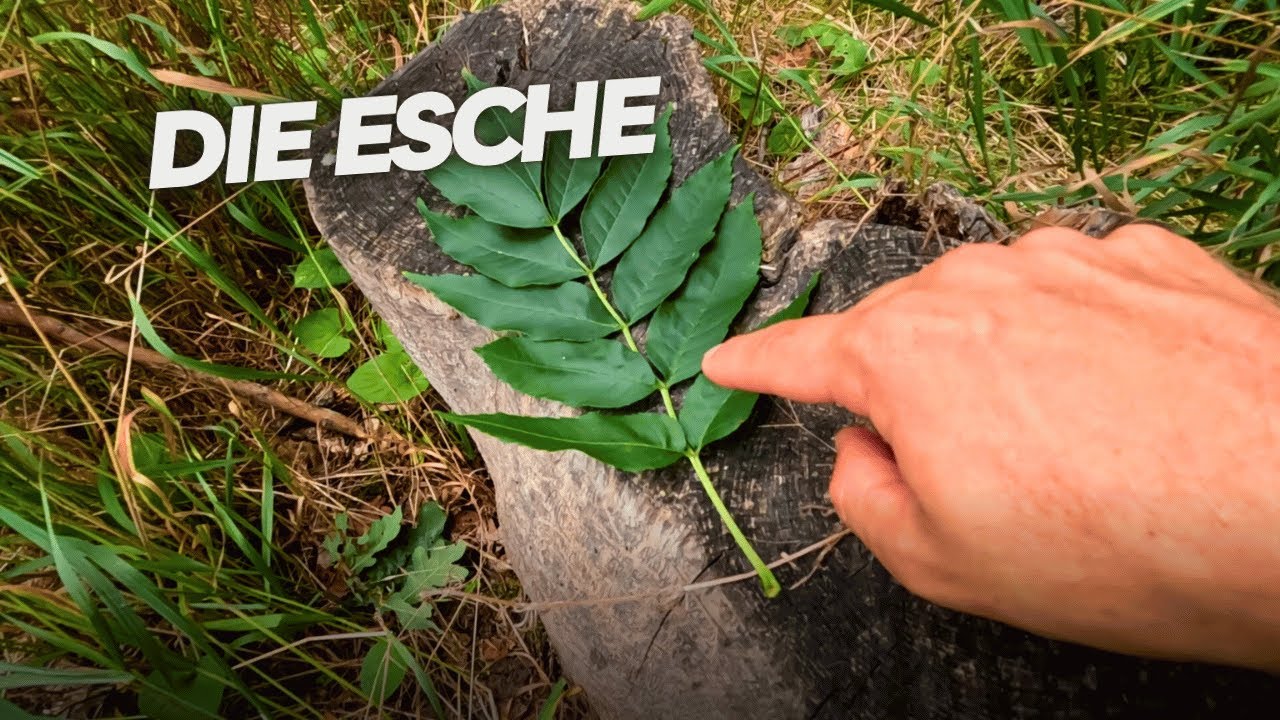 Die Esche und Eschentriebsterben vom Förster vorgestellt (Fraxinus excelsior) - Baumarten Basics