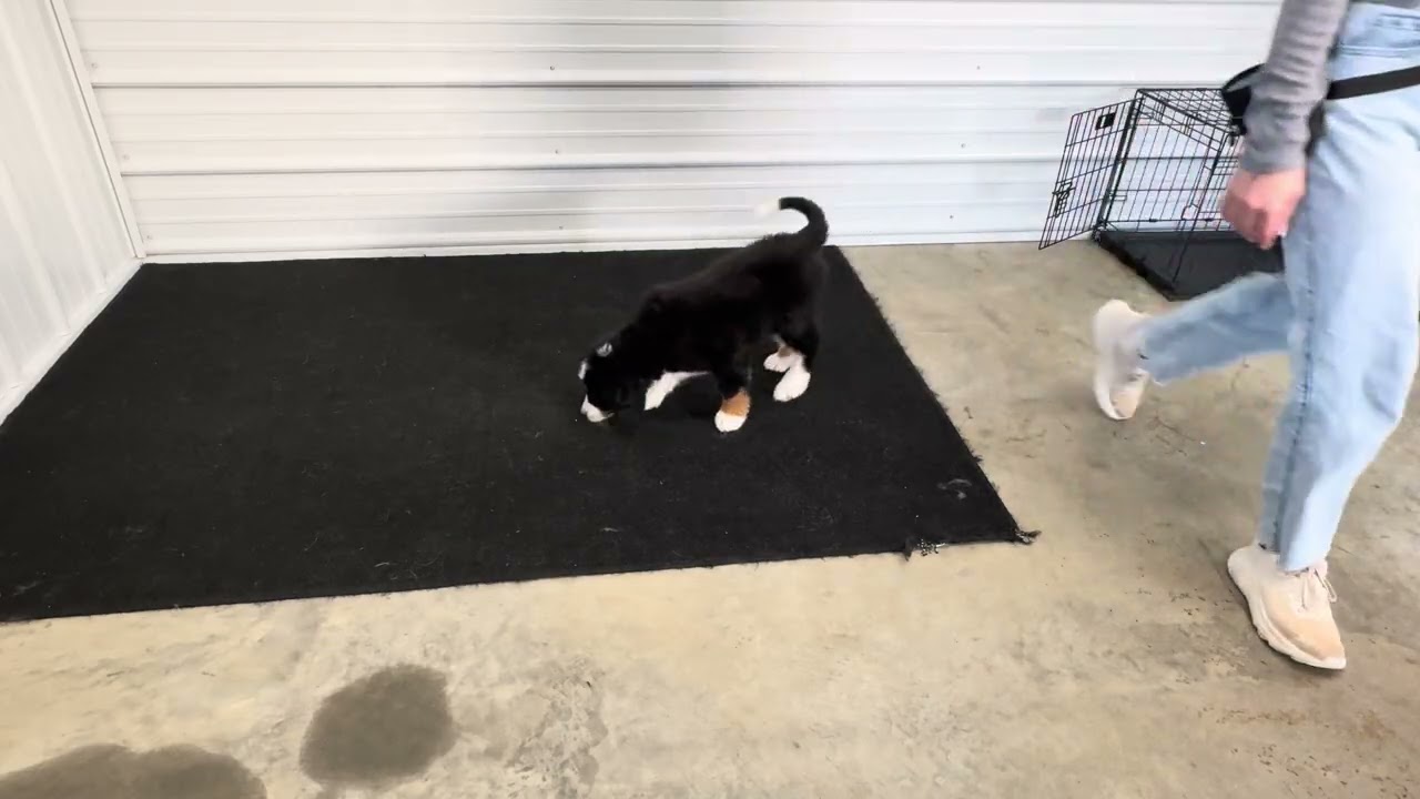 Pepper - Transitional training showcase video 
