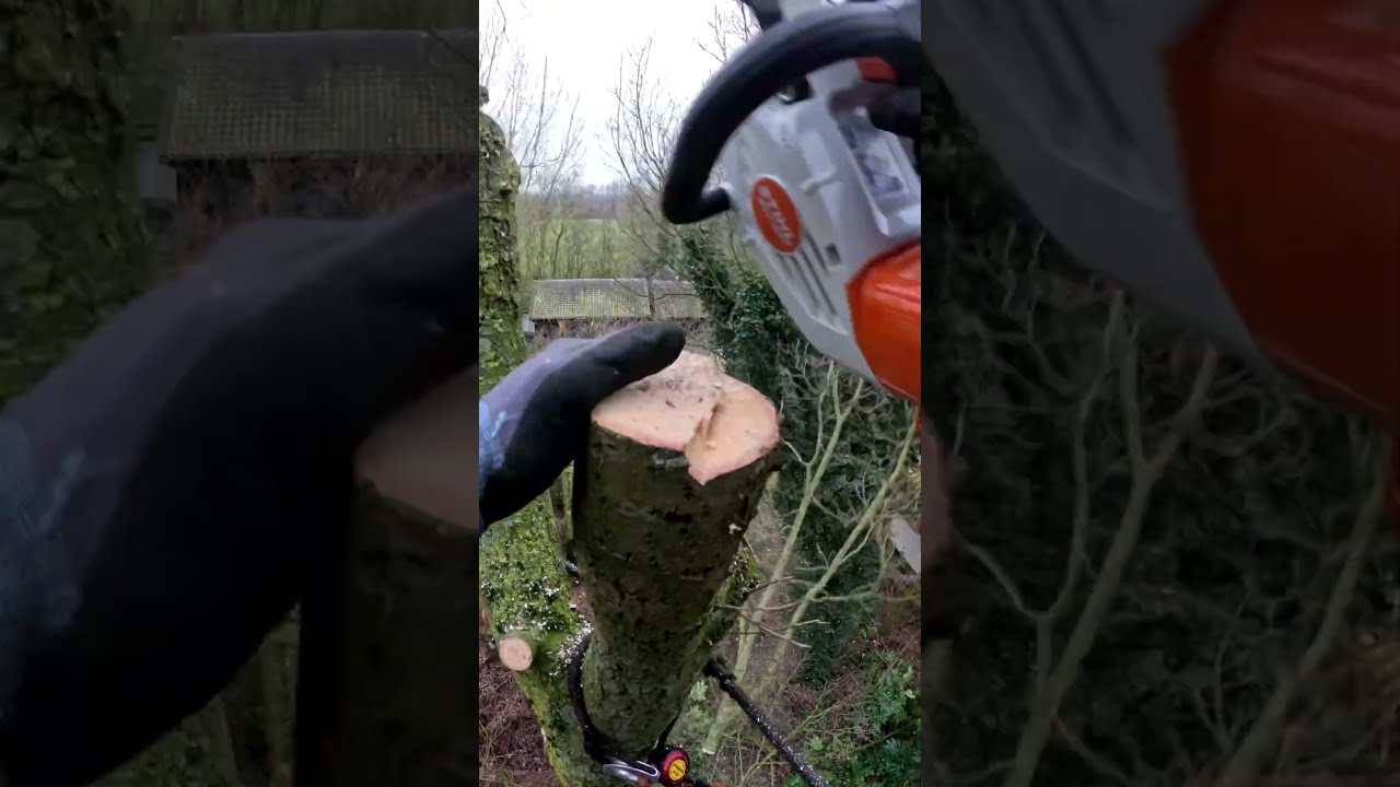 Tree removal with the new STIHL MSA 190 T #baumpflege #boomverzorging #treework #stihl #msa190t