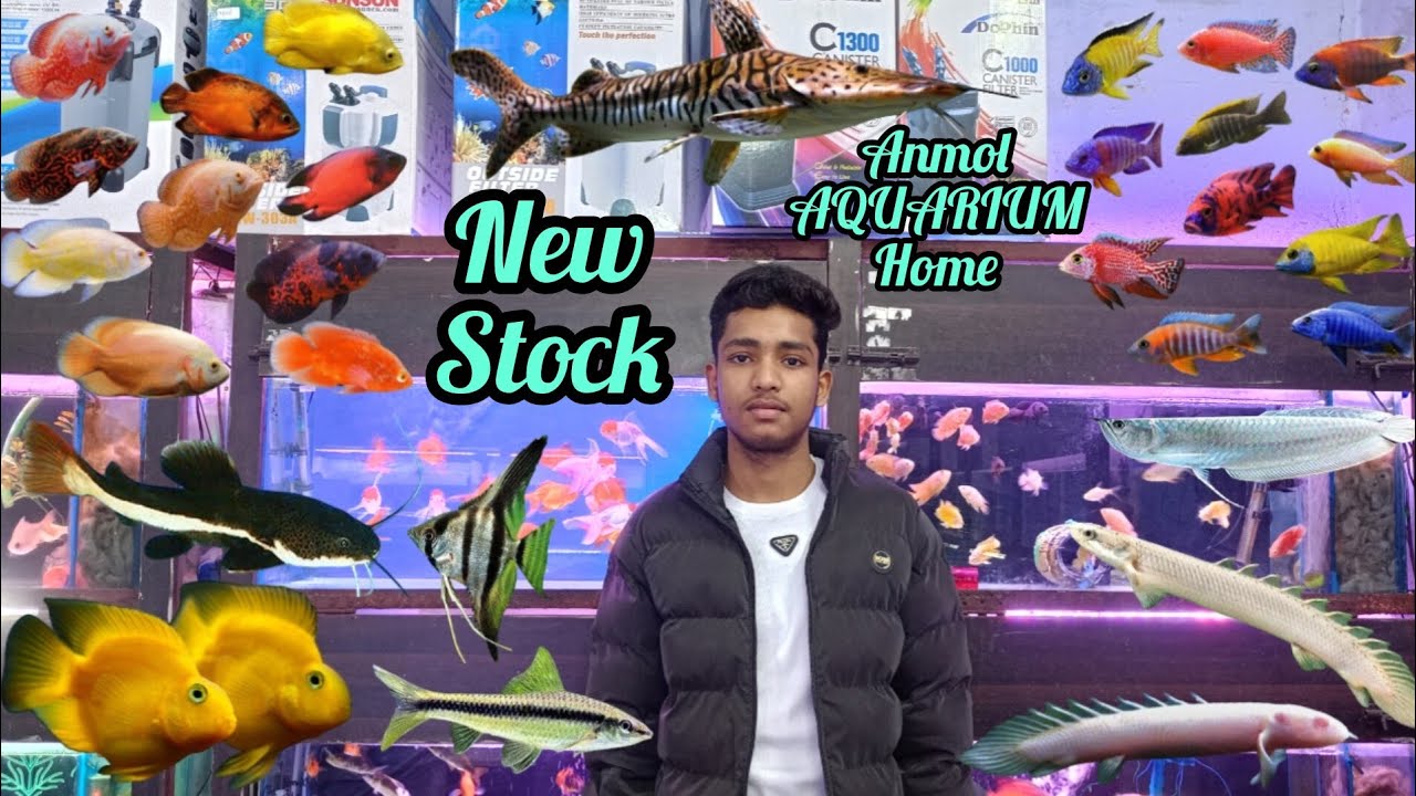 New stock update/anmol AQUARIUM home 🐠🐟#planetaquarium #fishaquarium #exoticaquariumfish #fishtank 