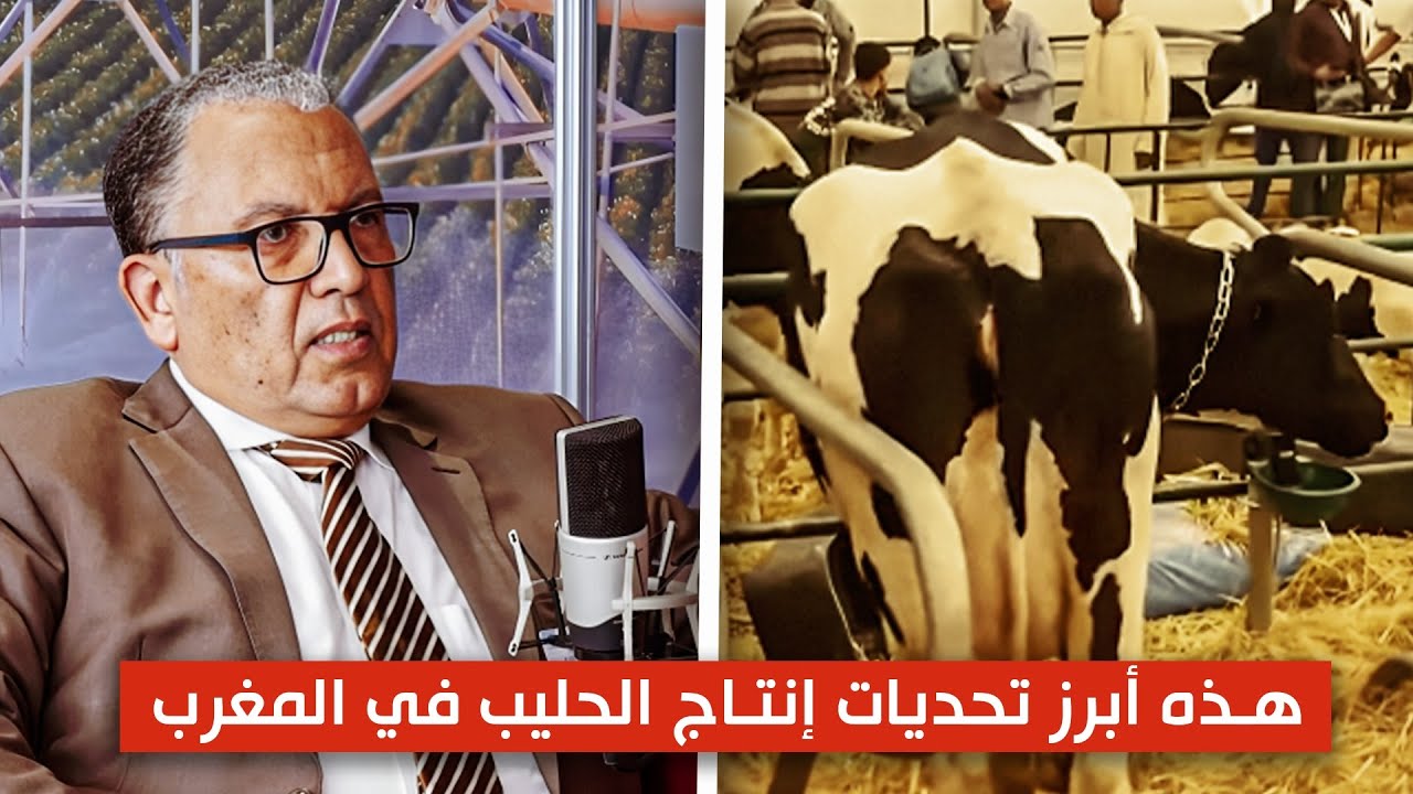 هذه أبرز تحديات إنتاج الحليب في المغرب