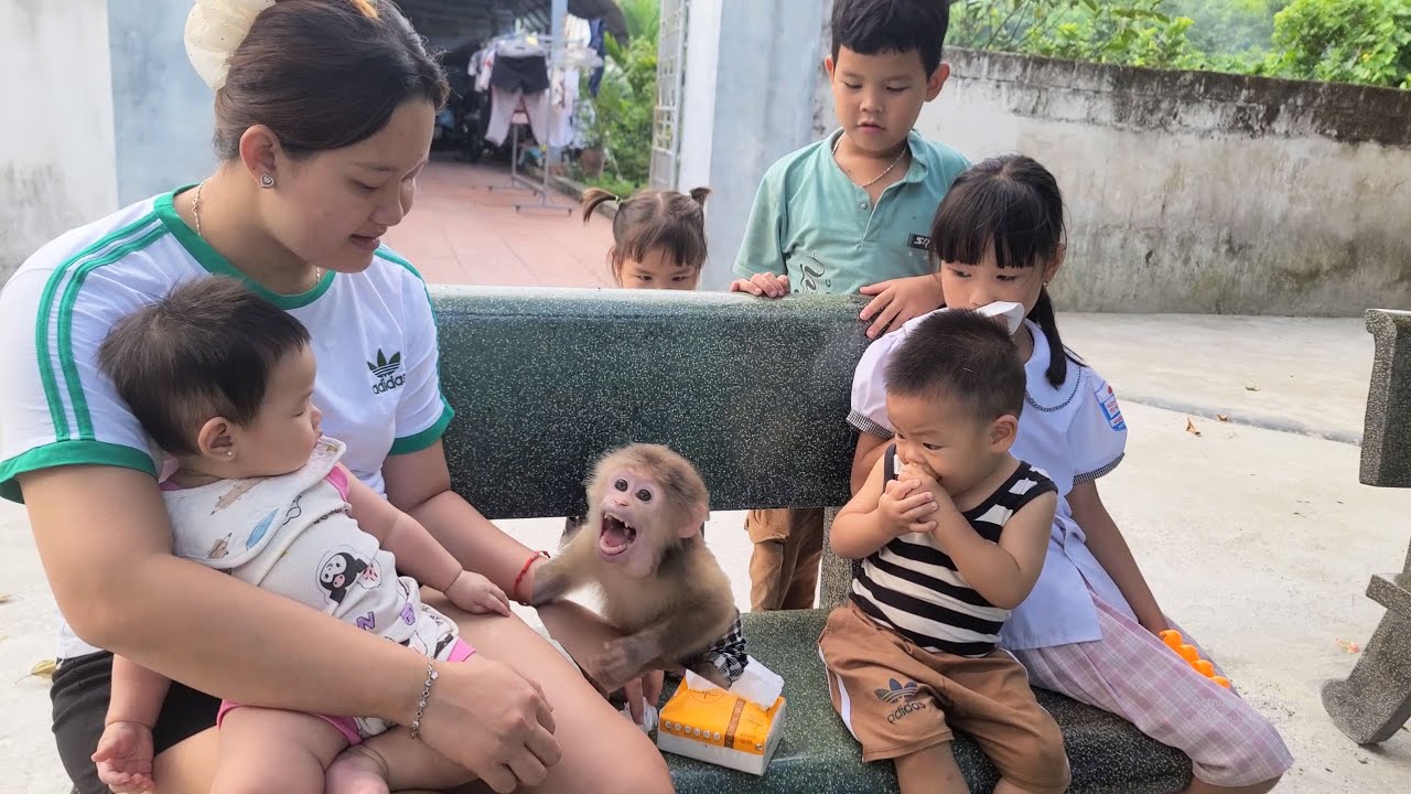 Spoiled Monkey David Gets Angry At Mom And Baby 🤬