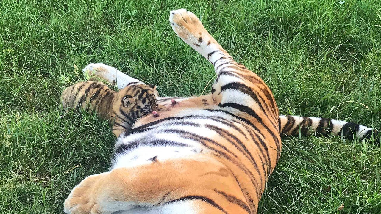 Тигрица Фрося кормит малышей. Тайган. Tigress Frosya feeds cubs. Taigan