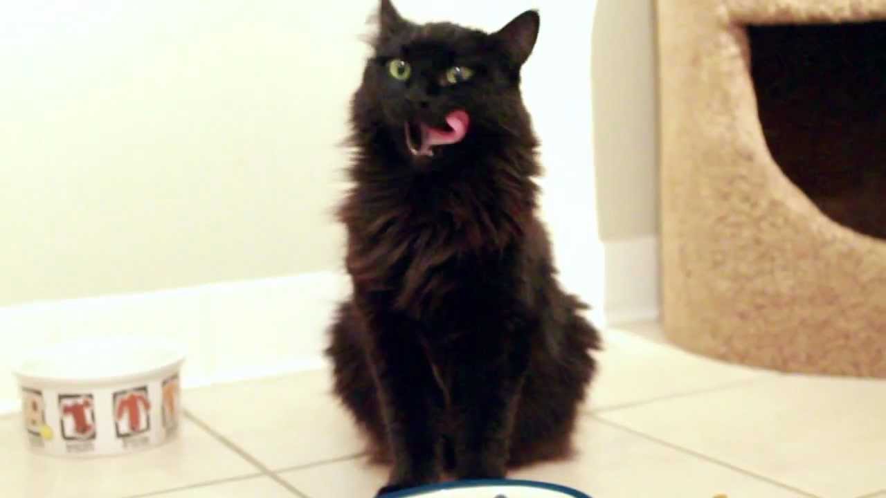 Sally - Domestic Long Hair Cat