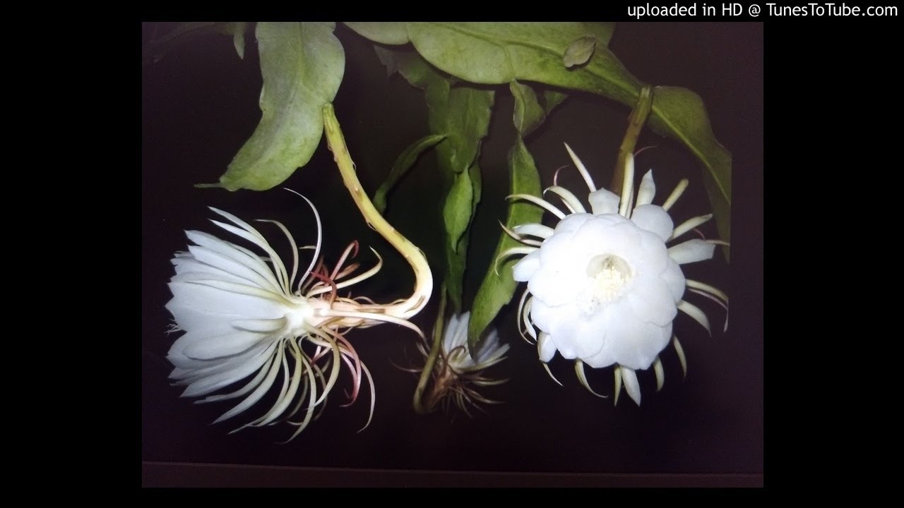 Maintrininno sangu naka nav ghyayala-Saroj Velingkar-Comp Manamohan  Natoo-