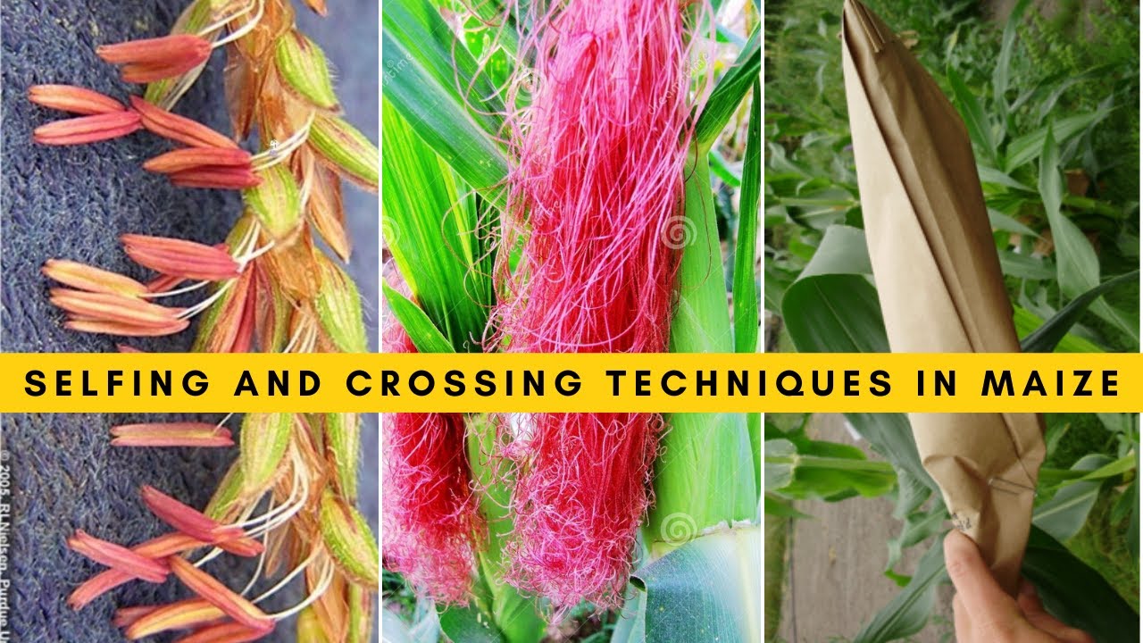 Floral Biology of Maize || Green Revolution