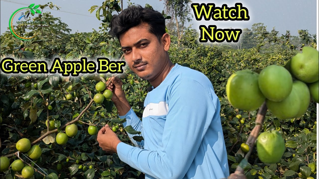 Green apple ber ।। Afsana Nursery ।। 7601949430
