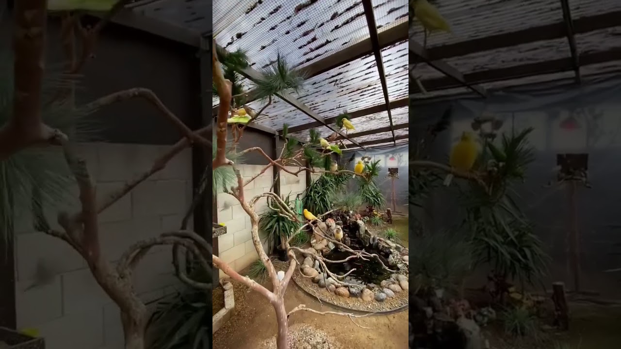 aviary canary #birds #kicaumaniabird #burung #kenari #aviary #canarias #canary