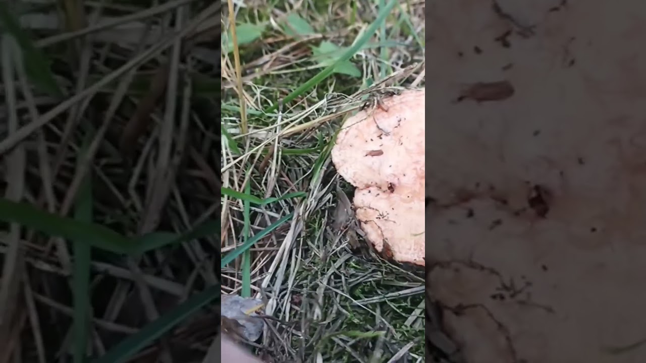 rudy rudy rydz mleczaj