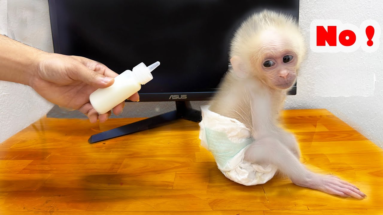 Newborn monkey Xuka's adorable reaction when her dad slowly mixed milk for her