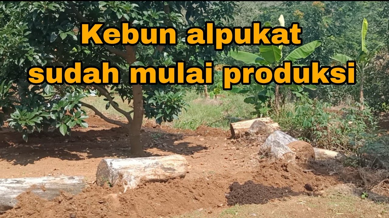KEBUN ALPUKAT MULAI PRODUKSI BUAH BENTAR LAGI PANEN