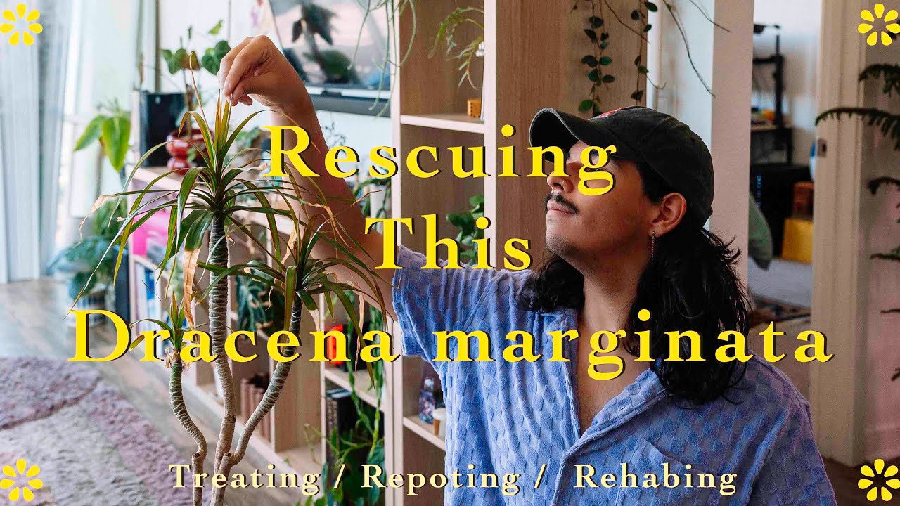 How to Rescue A Sad Plant 🪴║Repotting & Treating Root Rot