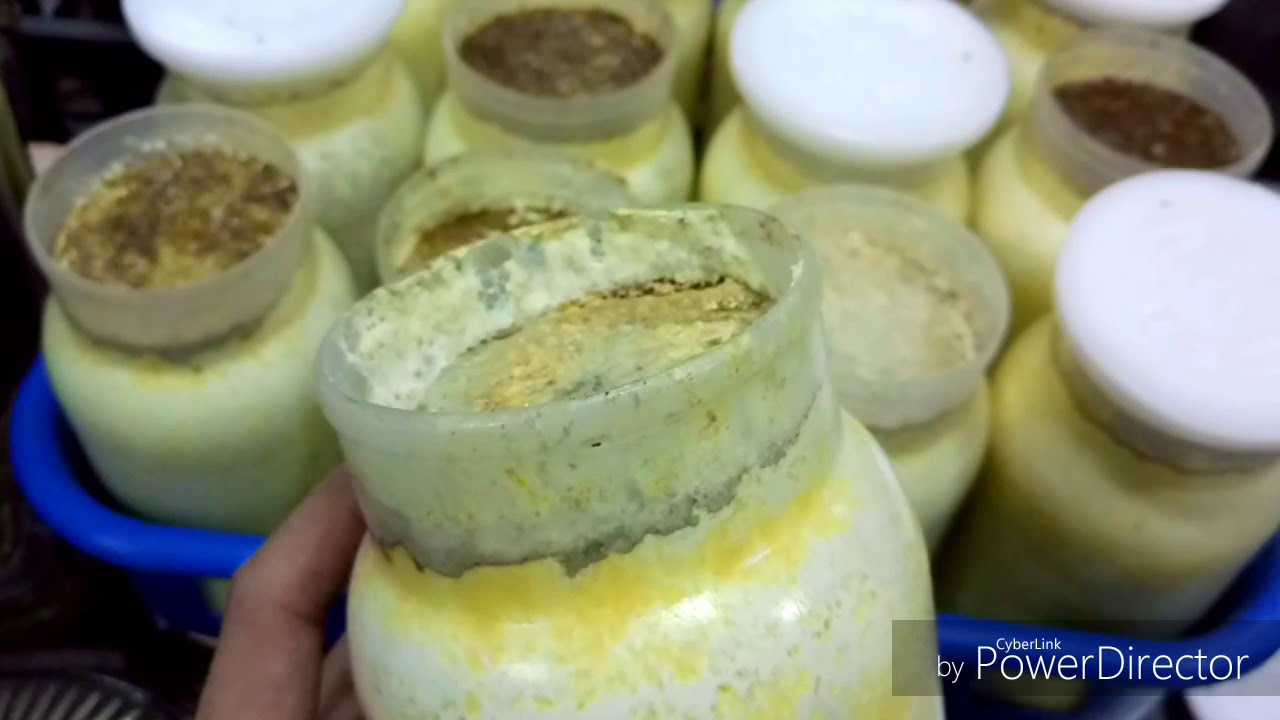 大鍬大扁老菌瓶生到爆--以野生「安達佑實大鍬」為例