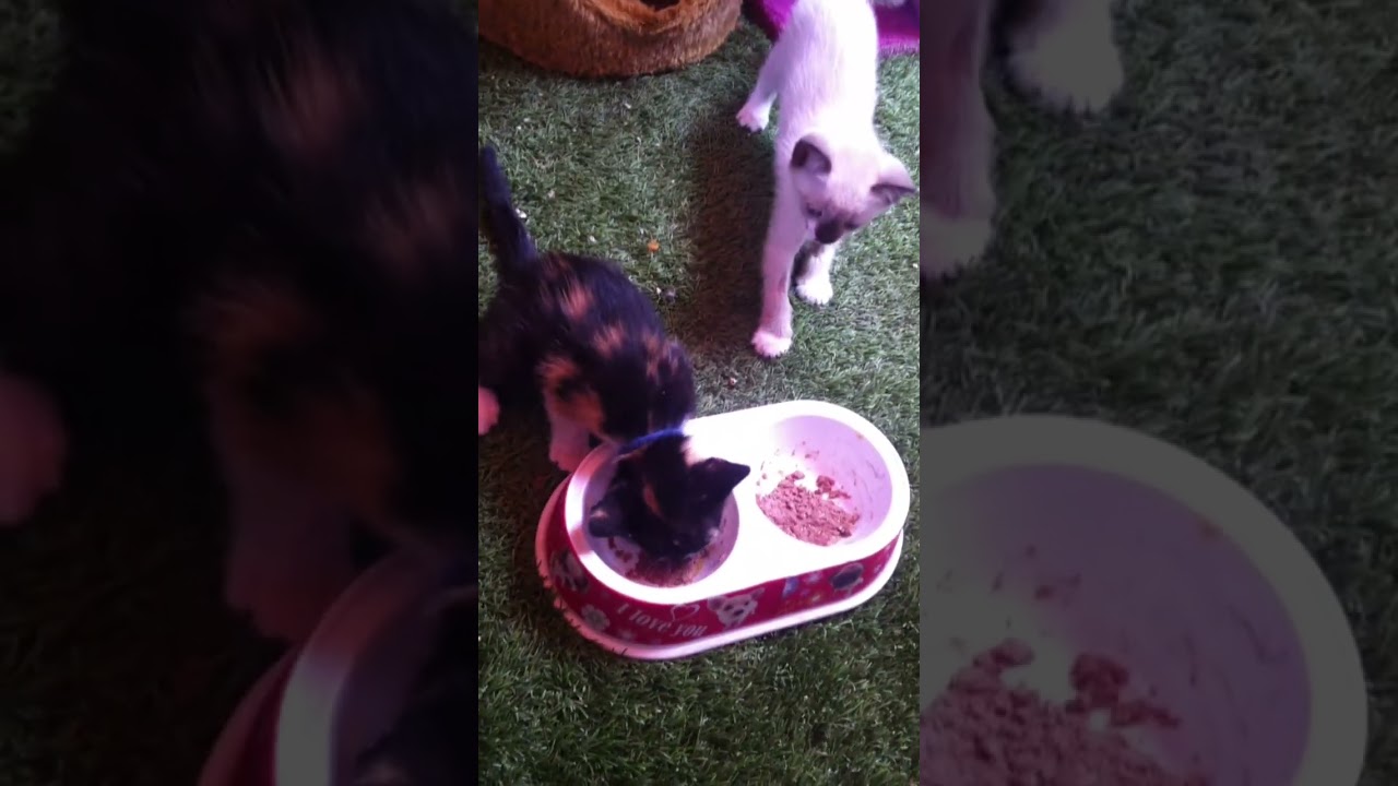 RECUERDOS - Mi Maltrato Permanente - Iny con Blinky comiendo - 2020