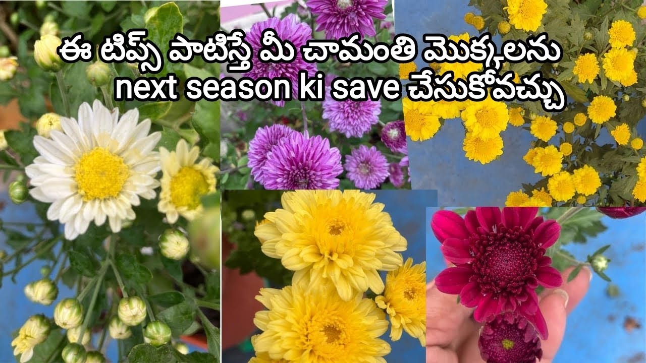 ఈ టిప్స్ పాటిస్తే మీ చామంతి  మొక్కలను next season ki save చేసుకోవచ్చు