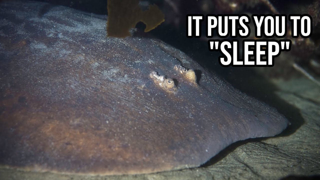 What Exactly Is: Coffin Ray | Coastal Electric Mine