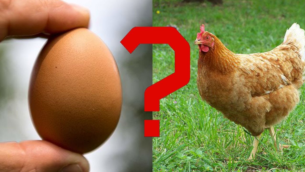 25 Datos In&uacute;tiles #9 | &iquest;Que fue primero, el huevo o la gallina?