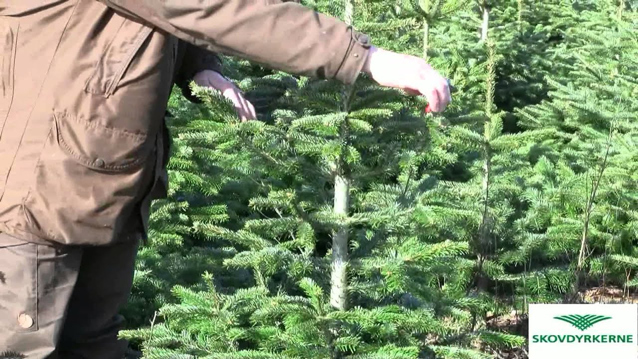 Tilklipning af slanke juletræer (Nordmannsgran)