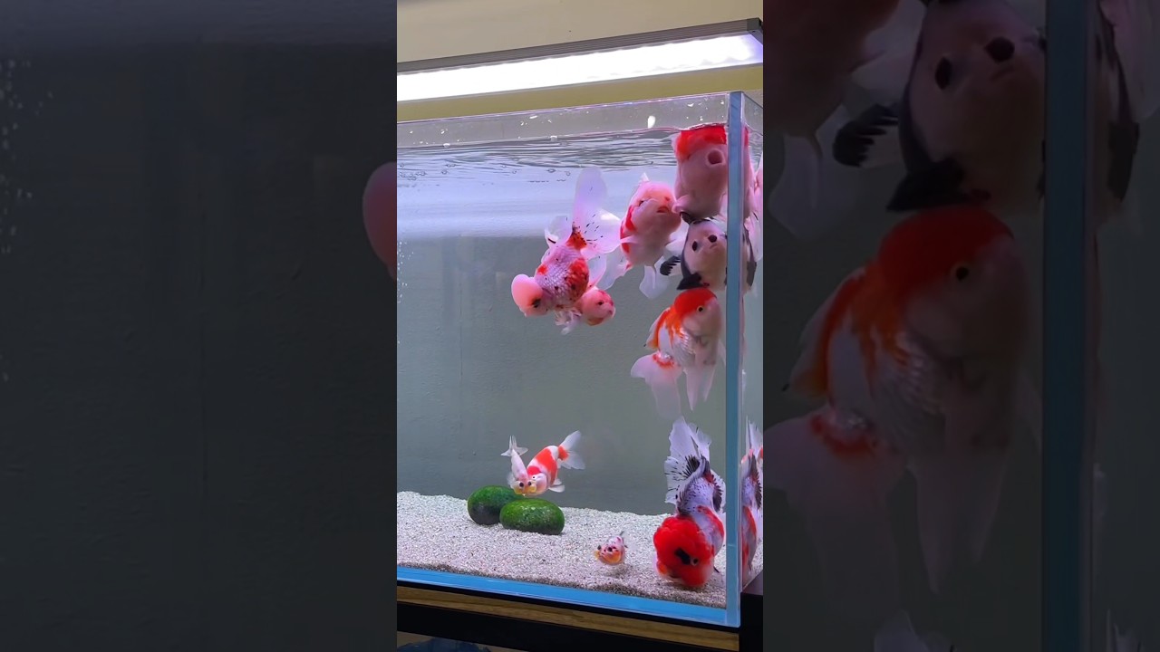 Cute Oranda gold fish 🥺❤️      #oranda_gold_fish #goldfish #shorts