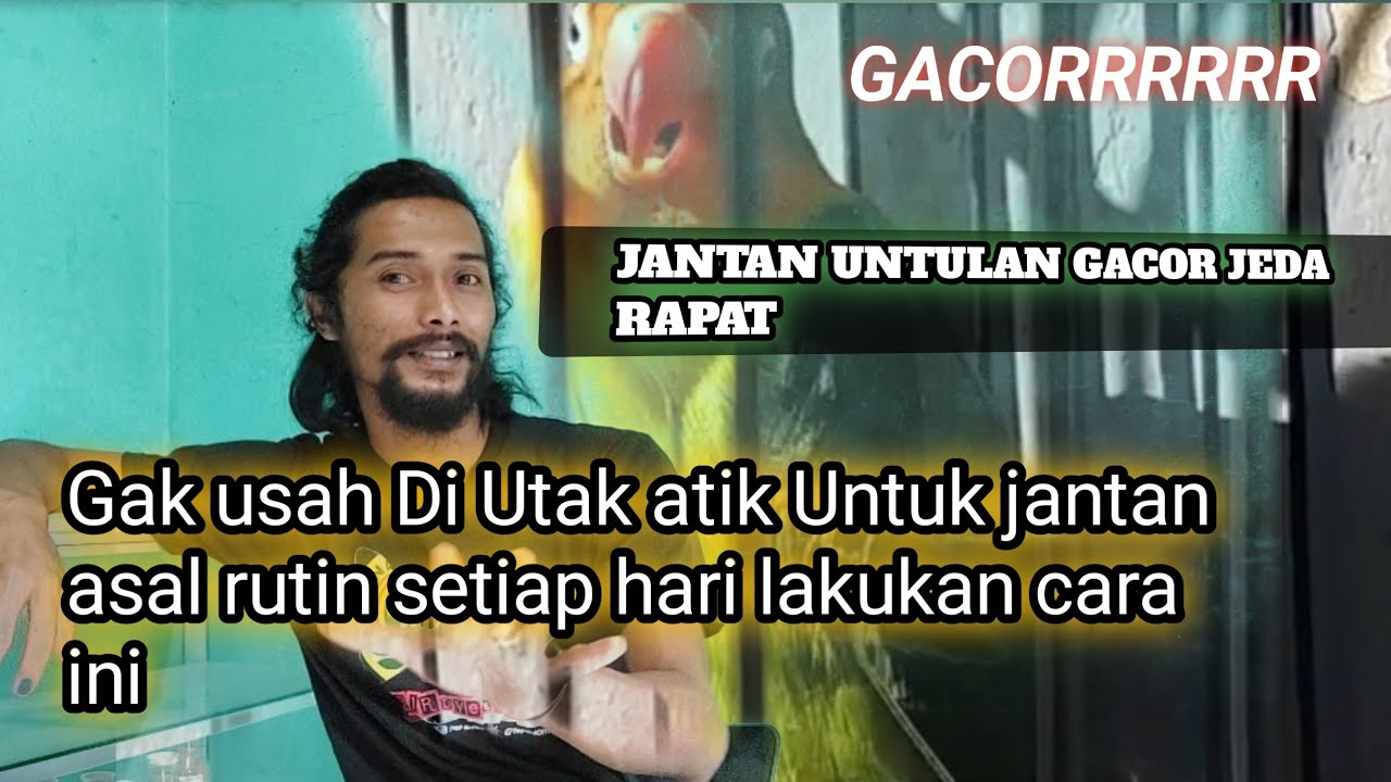 Lb Jantan gacor jeda rapat pakai cara ini