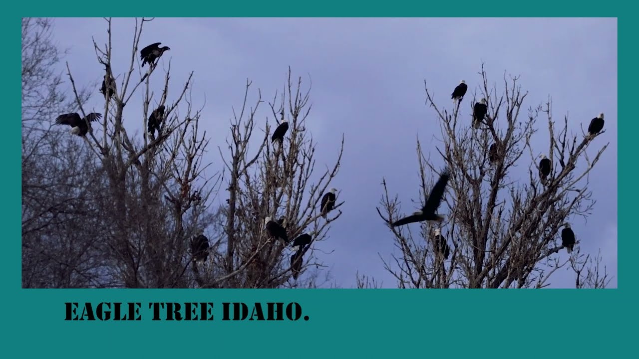 Capturing the Annual Bald Eagle Gathering.   #baldeagles #eagles #eagletree