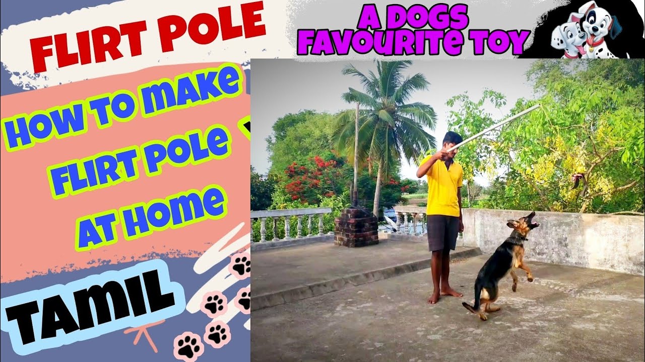 How to make flirt pole at home | #flirtpole | dogs toy | easy to make