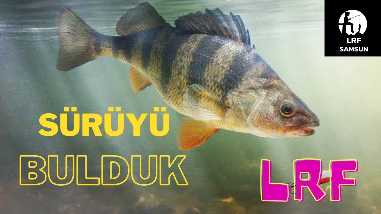 Sürüyü bulduk  | Lrf ile  perch tatlısu levreği avı