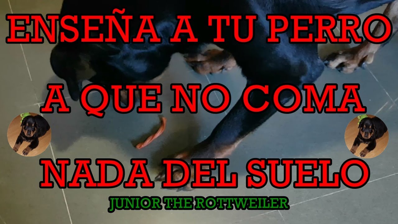 Como ENTRENAR a tu PERRO a 