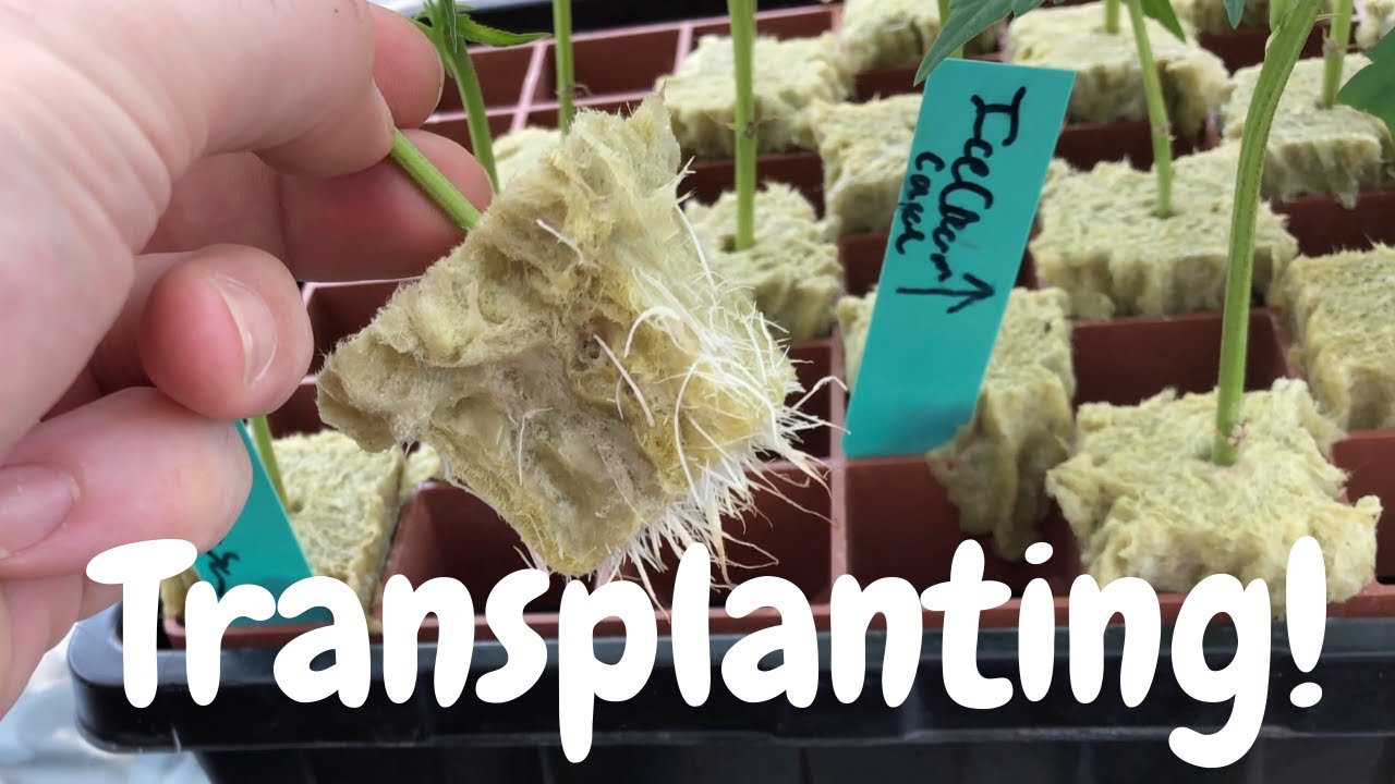 315W CMH Tent- Mimosa, IceCreamCake, WeddingCrasher, AppleFritter: Transplanting