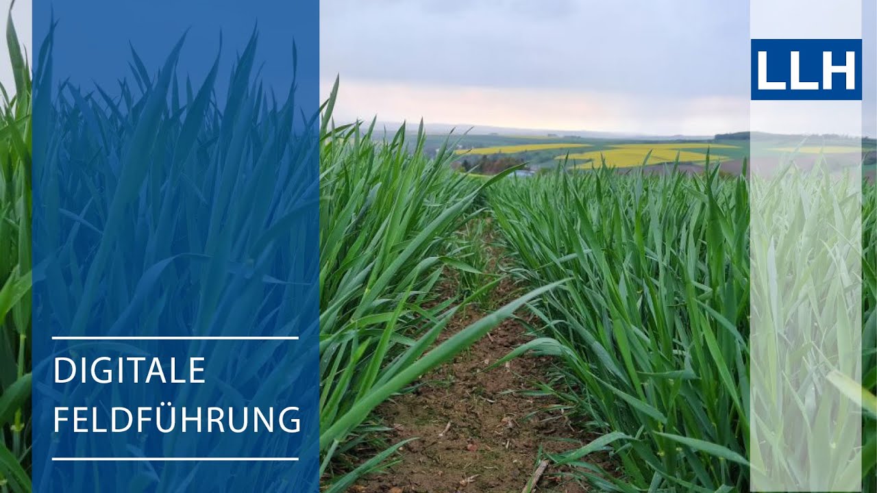 Digitale Feldführung: Wachstumsregler im Winterweizen