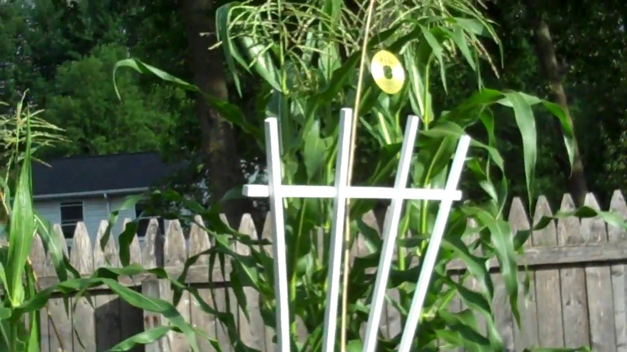 Keeping Birds out of your Sweet Corn