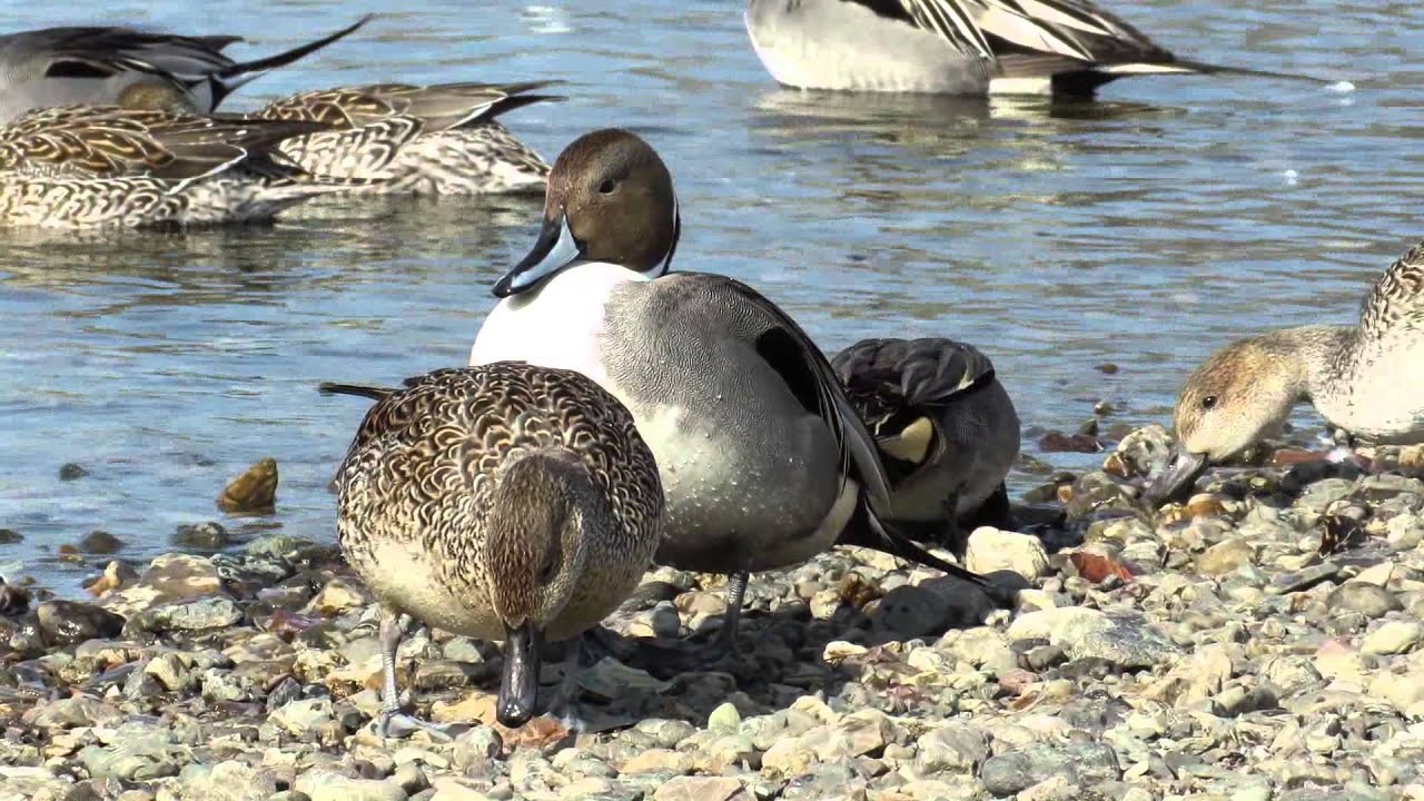 オナガガモ 