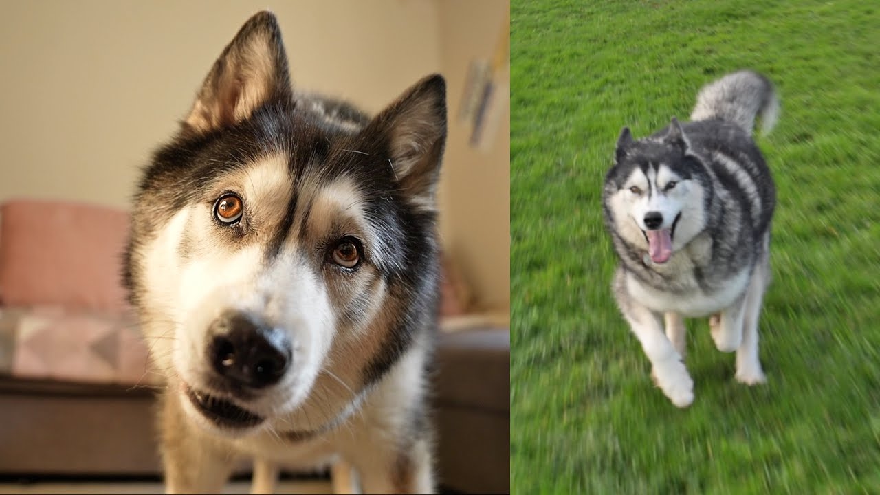 SPEEDING Husky Took My KNEE Out! But Said Sorry!