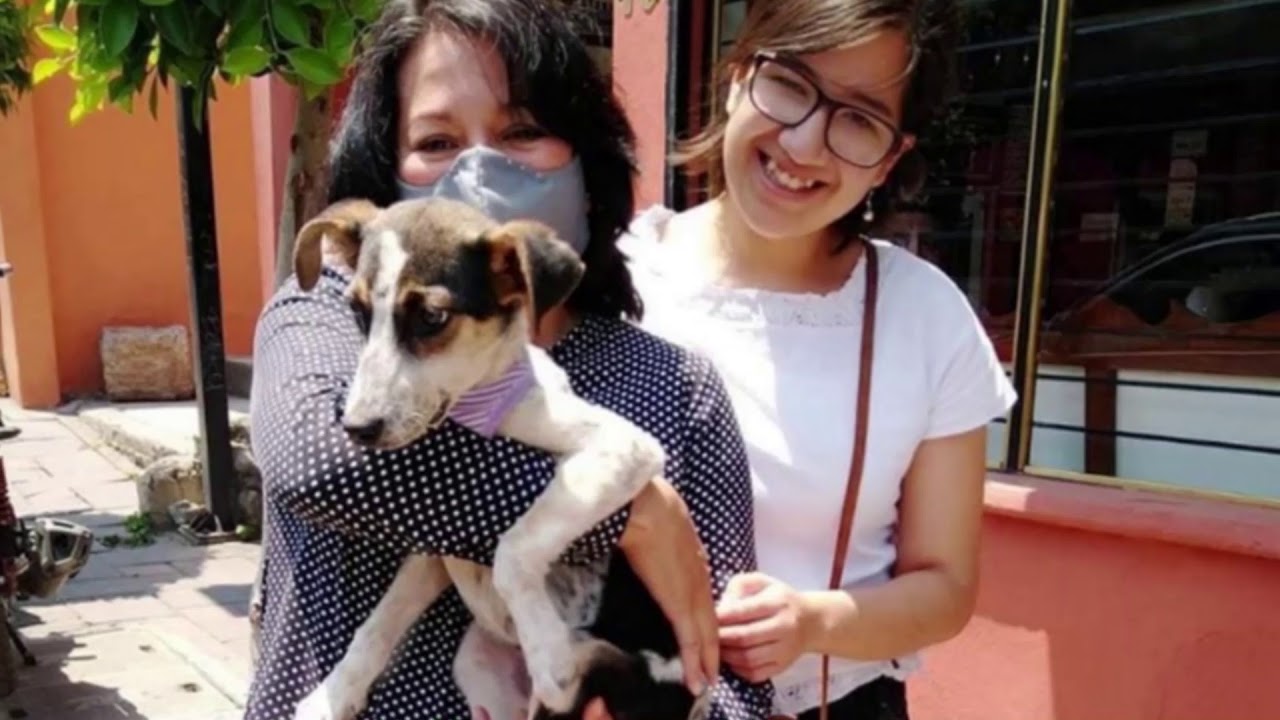 Fundaci&oacute;n pide su apoyo para seguir rescatando a animales