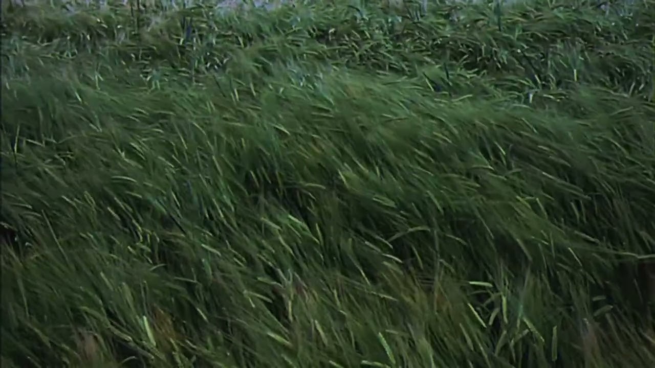 music to watch grass grow