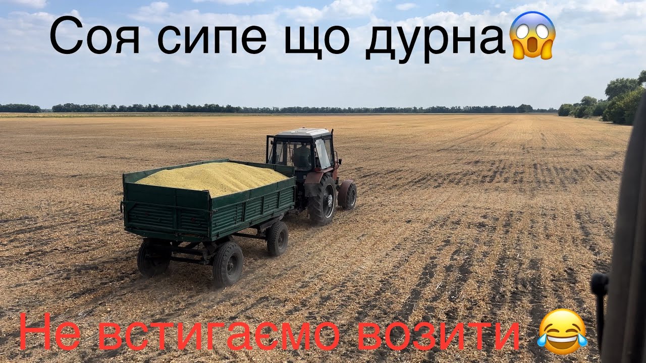 Шалений врожай сої 2024‼️Ми ще скільки не збирали😱 сорт ВІТБі дав жару🔥
