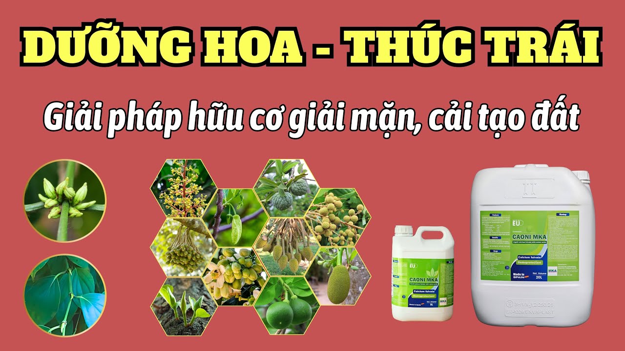 Giải pháp dưỡng bông thúc trái cho cây ăn trái và cây công nghiệp | Hữu cơ cải tạo đất, giải mặn