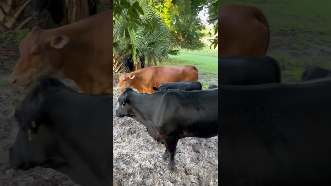 Where is emerald?? #farm #cow #calf #shorts