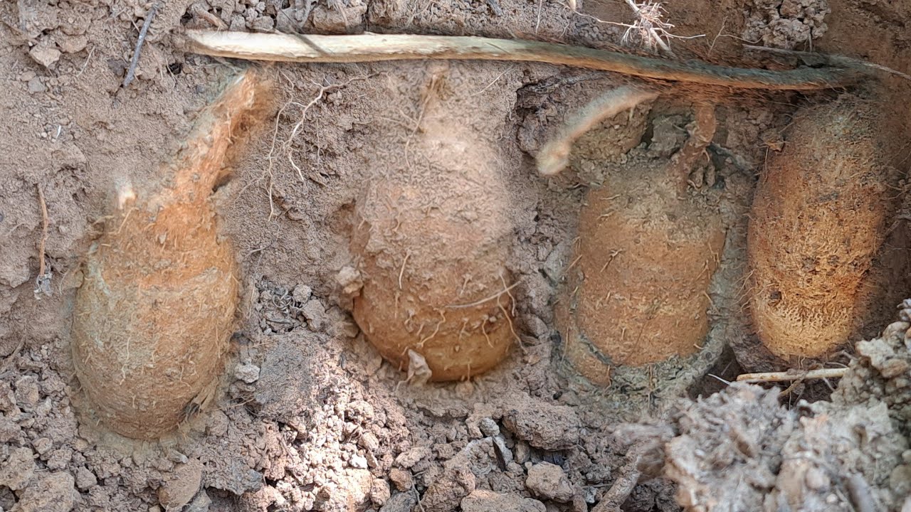 อะไรจะหัวใหญ่ขนาดนี้⁉️มันแซงป่า🥔🥔🥔ยิ่งขุดยิ่งมันยิ่งสนุก