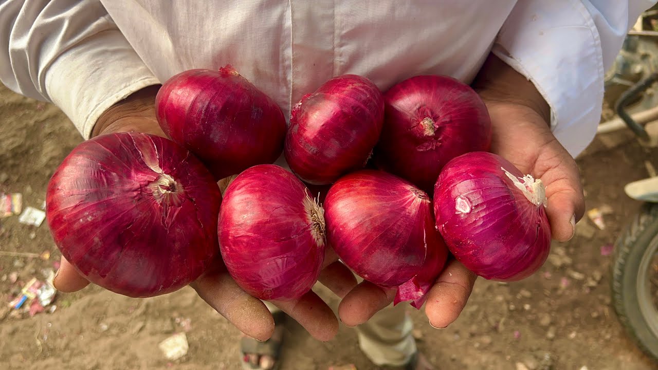Nashik Onion Export Dubai & Qatar 🇦🇪🇶🇦 | All India Fresh Red Onion Loading Today | Live Rate 