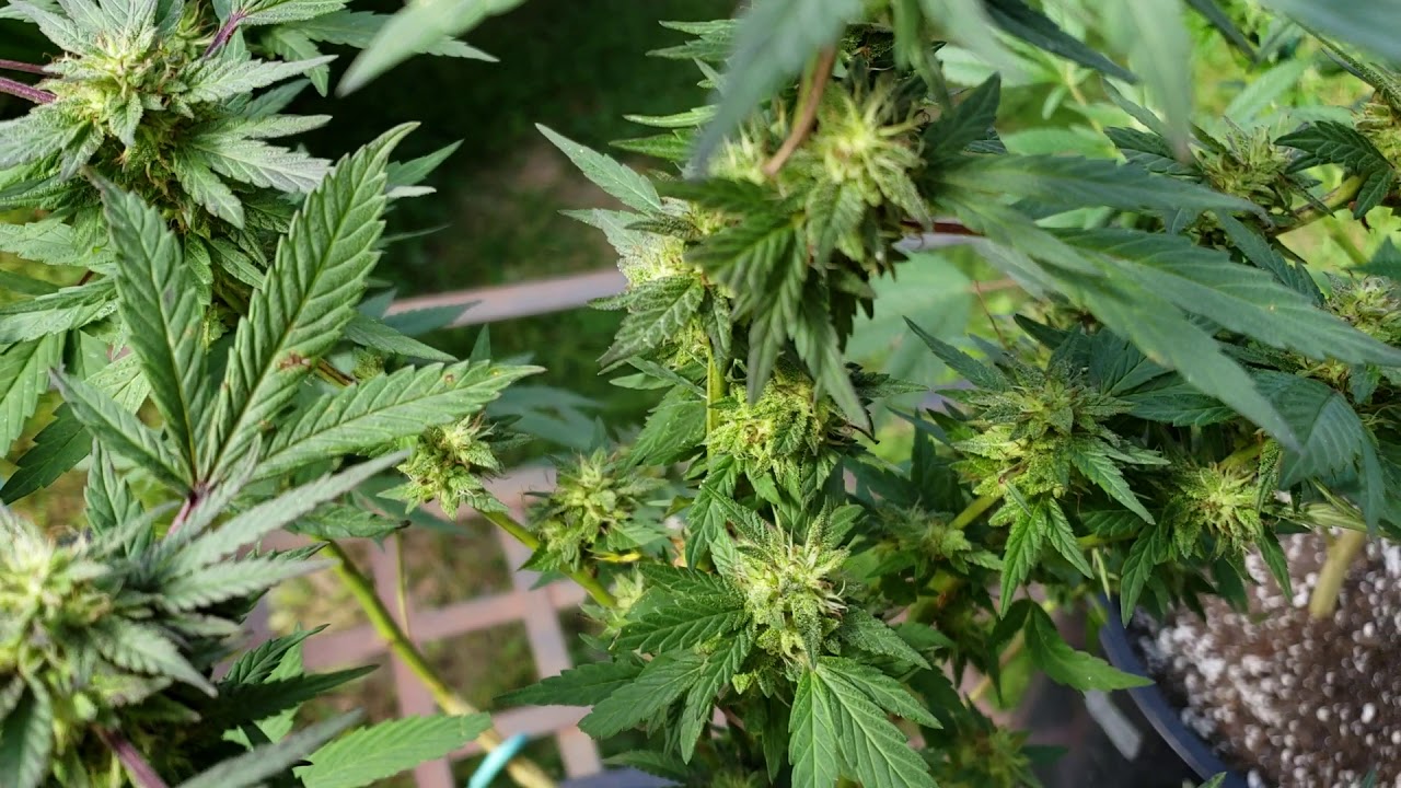 OUTDOOR KUSH 😎WE GOOD WATCH